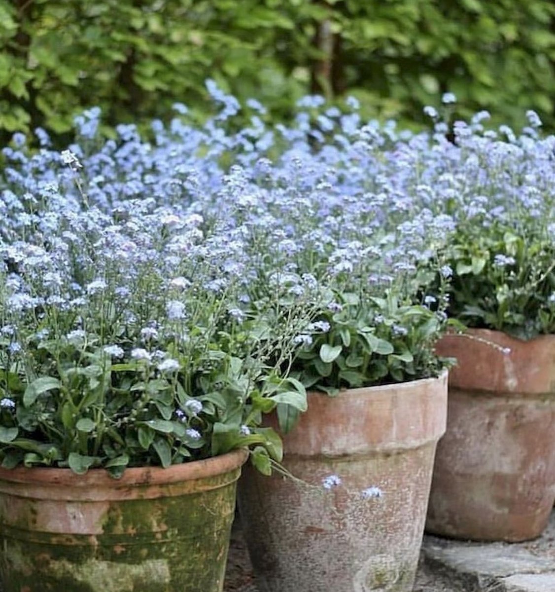 The potting shed tweet media