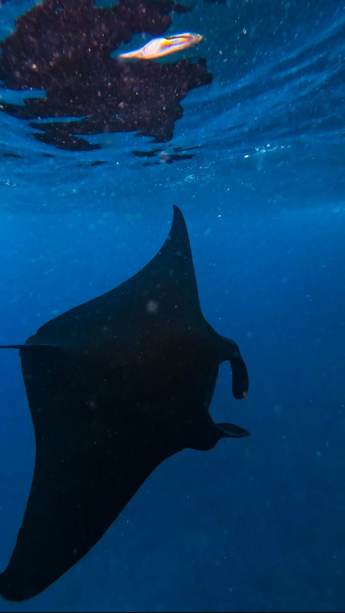 Calum Palla tweet media