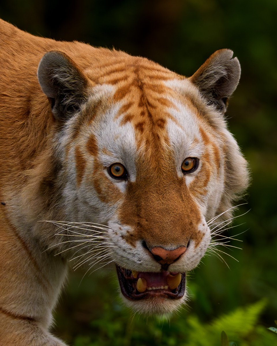 SMNK1972's tweet photo. Nice portrait of the Golden Bengal Tiger. Credit again to Sudhir Shivaram Photography. Give him a follow on FB. https://t.co/odjIYngmlb