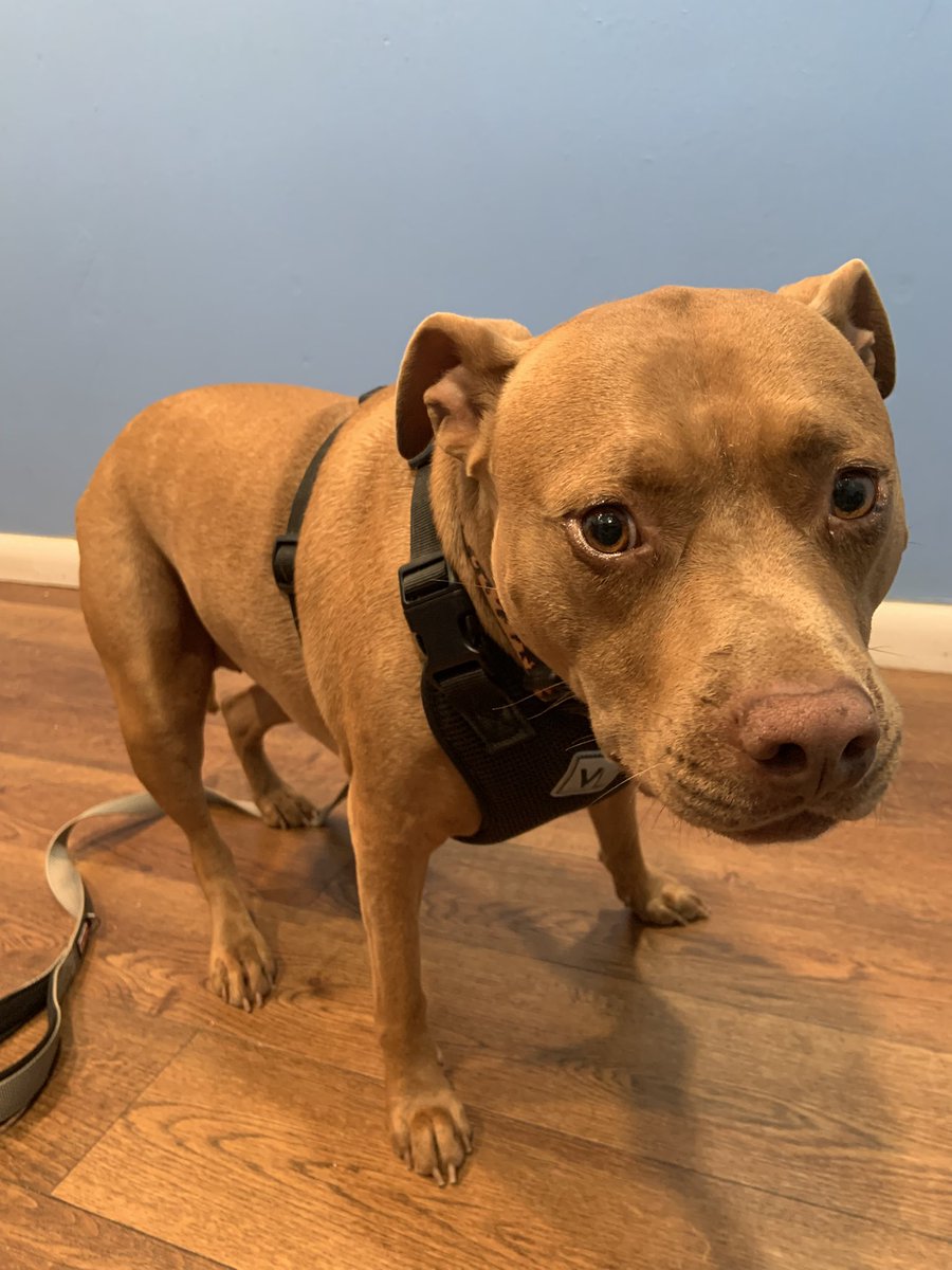 DamonFive0's tweet image. this is an extremely rare post from me but my dog has heart worms and I can’t afford the treatment. with everything involved it’ll cost around $1300 and that’s a staggering amount of money
I have commissions open and a patreon linked in my bio. I have paypal too. anything helps