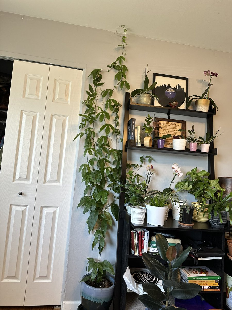kimelem509's tweet photo. My passion fruit is a year old today🌿 https://t.co/f7pUkwYiiN