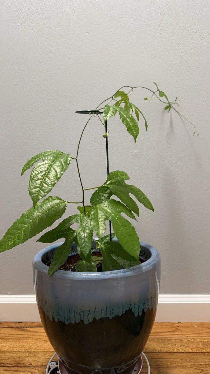 kimelem509's tweet photo. My passion fruit is a year old today🌿 https://t.co/f7pUkwYiiN