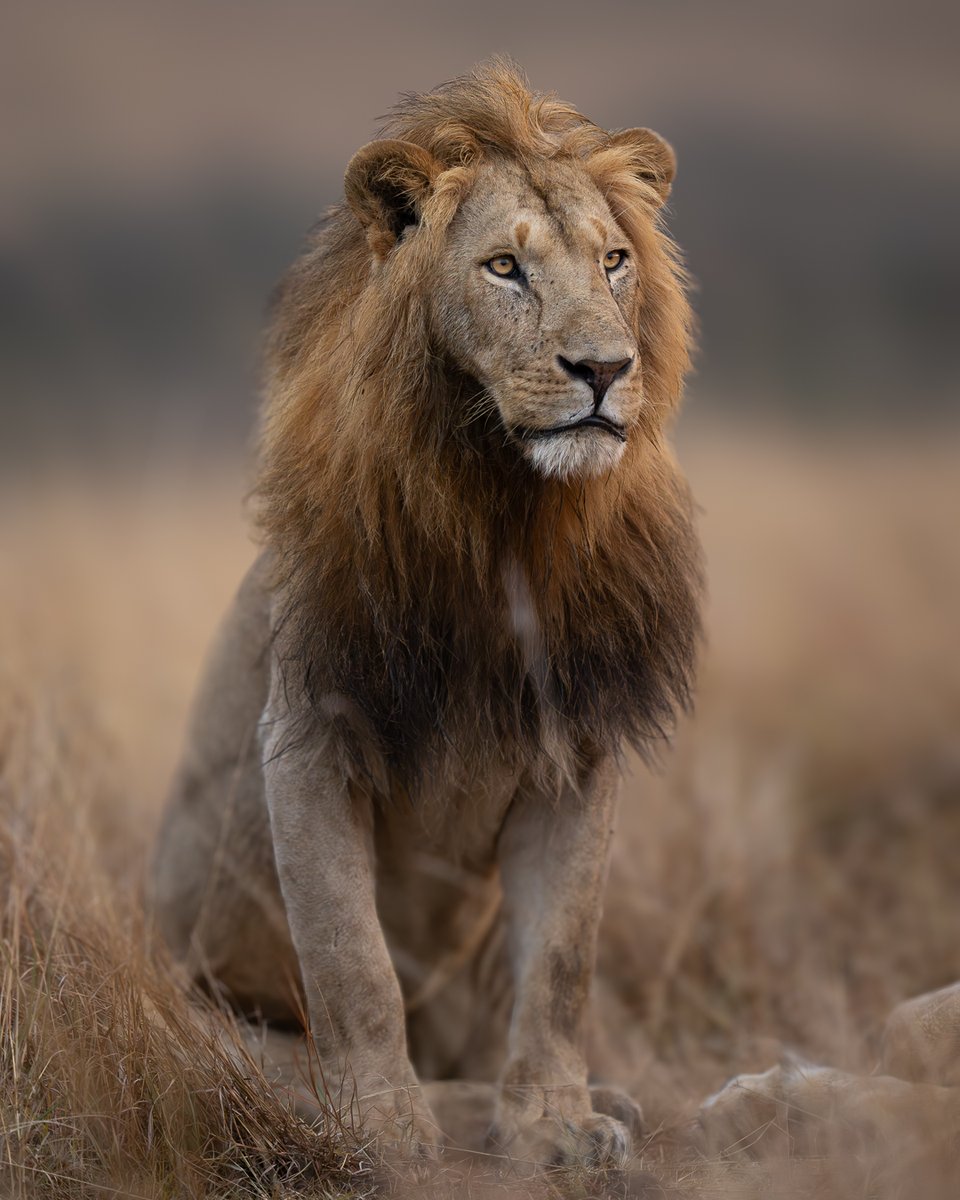 SMNK1972's tweet photo. Stunning Lion portrait from Masai Mara National Reserve, Kenya. Credit again to Sudhir Shivaram Photography. A very talented photographer. https://t.co/Ewyn9iPQHB