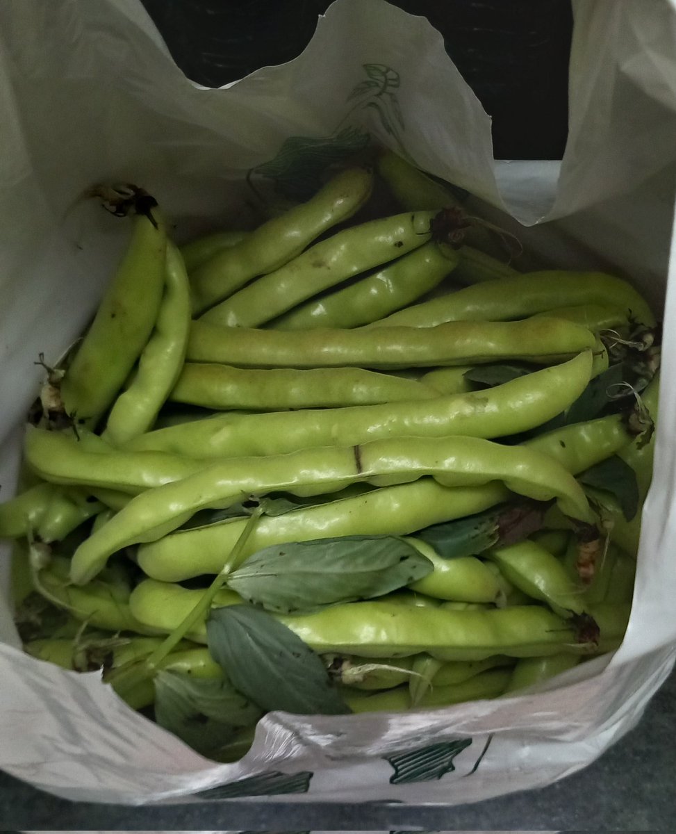 PepGranellTrave's tweet photo. Hay que aprovisionarse bien que luego el resto del año se hace muy largo😉😉💪💚
Segunda tanda de 5kg pa la saca
#habas #primavera #gastrolovers #gastronomía #fabes #fabesaltombet #cuina #cuinavalenciana #menjar #buenastardes #Viernes #pascua #abril #Twitter #vegetales #verduras https://t.co/qj7hpHzElf