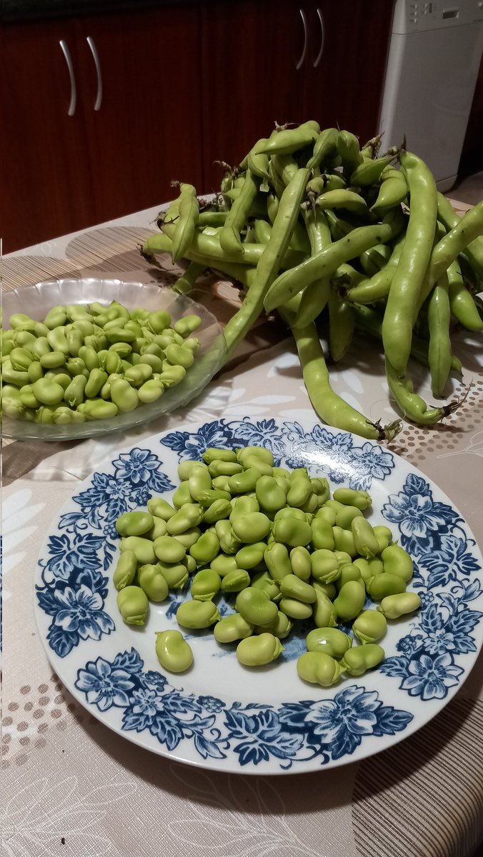PepGranellTrave's tweet photo. Hay que aprovisionarse bien que luego el resto del año se hace muy largo😉😉💪💚
Segunda tanda de 5kg pa la saca
#habas #primavera #gastrolovers #gastronomía #fabes #fabesaltombet #cuina #cuinavalenciana #menjar #buenastardes #Viernes #pascua #abril #Twitter #vegetales #verduras https://t.co/qj7hpHzElf