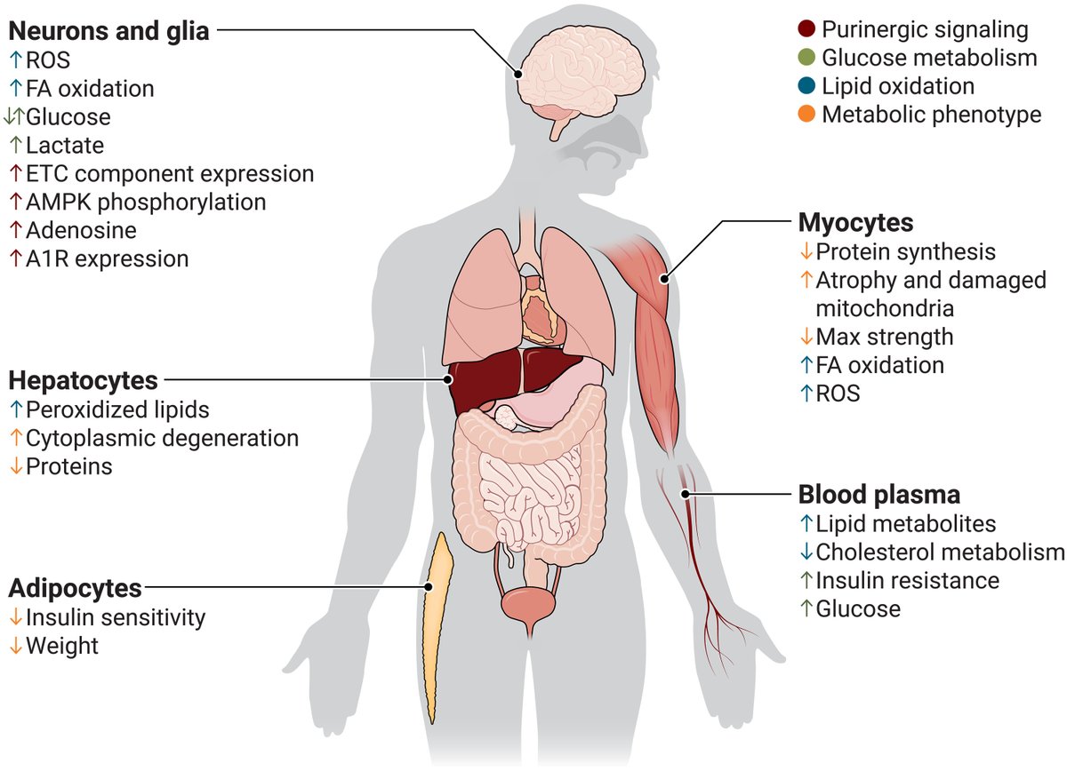 In a new @SciSignal Review, scientists examine an emerging body of research implicating #SleepLoss as a metabolic disorder and discuss its impact on the metabolism of neurons and parallels to neurodegenerative disorders. scim.ag/42opuwh