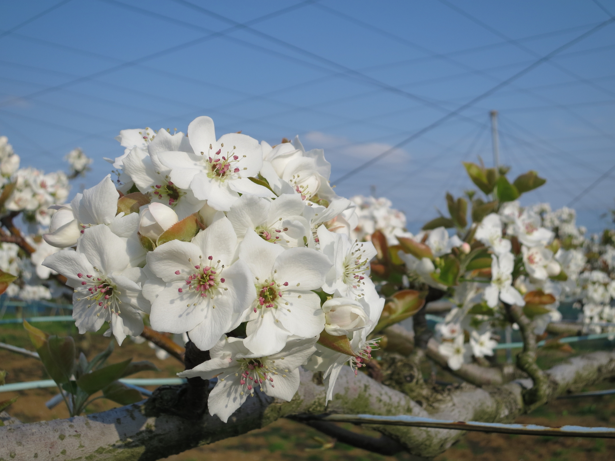 梨の花 - Search / X