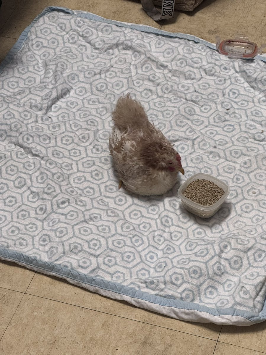My coworker brings her chimken to work and i love it, her name’s nugget.