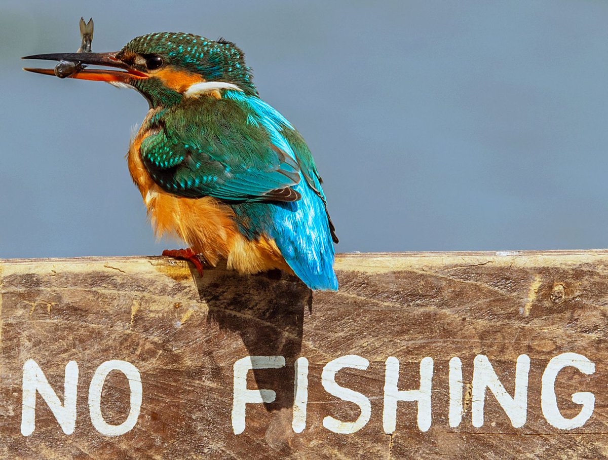 CNN Photos (@cnnphotos) on Twitter photo This bird doesn’t care about your rules. The week in 40 photos: cnn.it/3YqewoE This bird doesn’t care about your rules. The week in 40 photos: cnn.it/3YqewoE