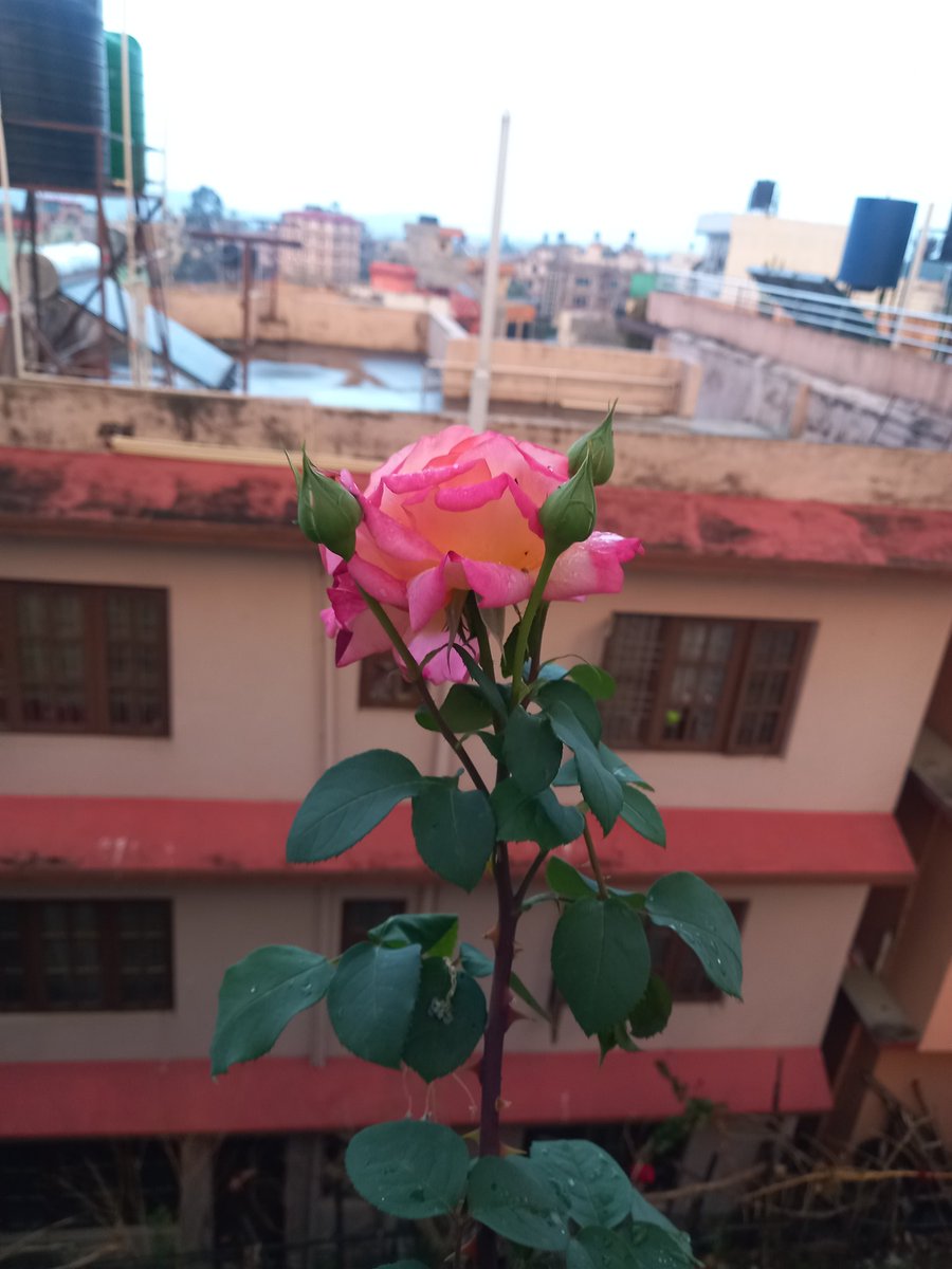 MonikaKoirala4's tweet photo. "अज्ञात भविष्यको छायाँमा पनि"
कडा बिचमा हाँसिरहेका ती फूलका कलीहरूले
मलाई पनि हाँस्न सिकाएका छन्। https://t.co/0oDBrmMpcu