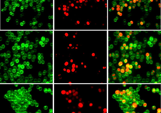 My lab and Chuck Farah's at the University of São Paulo (USP) are seeking a postdoc to join an exciting project focused on applying structural biology to novel and unexplored targets in antibiotic discovery.