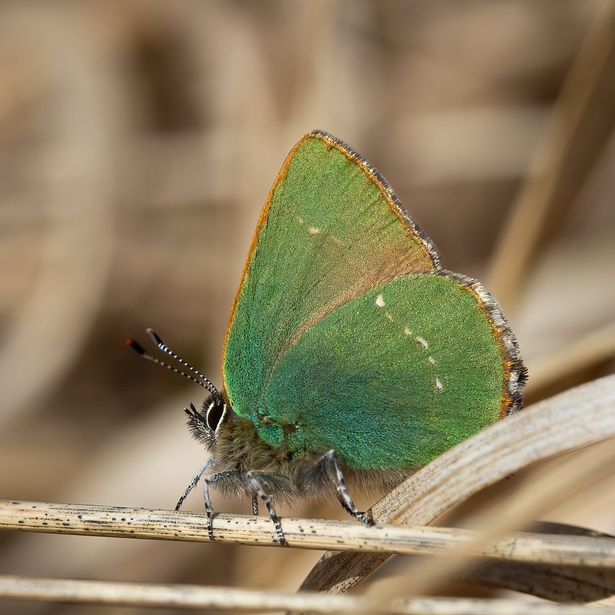 Cumbria Butterfly Conservation tweet media