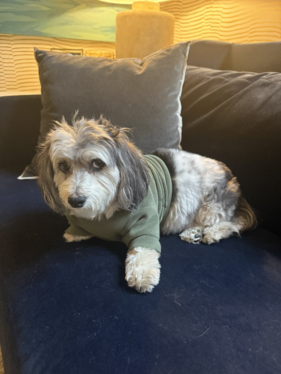 Moose “the silly goose” Tapper tweet media