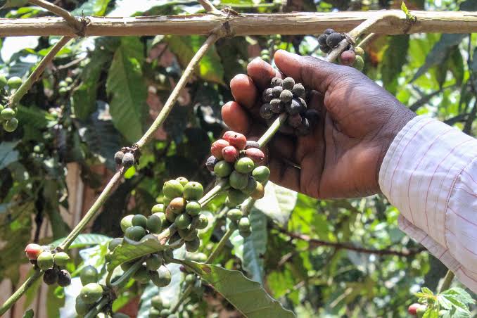 Seeds of hope. #coffee for wealth and peace transforming Northern Uganda through farming innovations #gulu University.