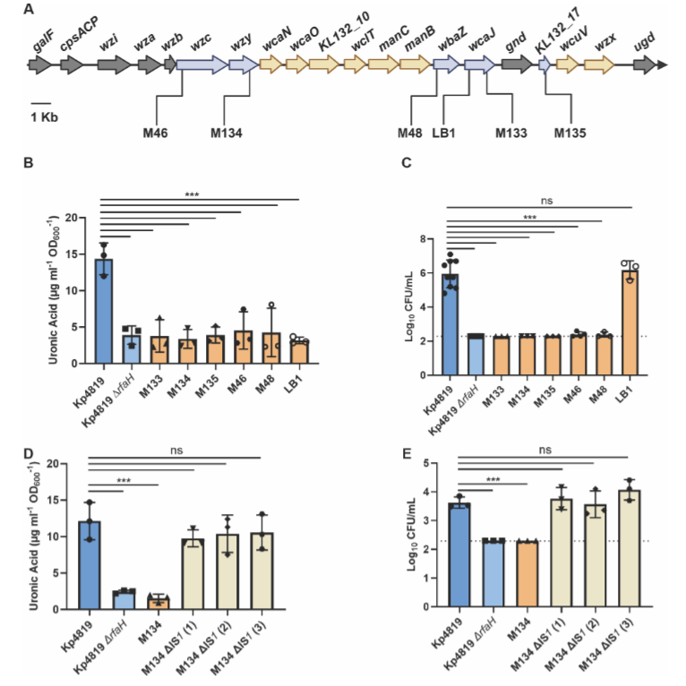 ASMicrobiology's tweet photo. K. pneumoniae virulence genes encoding capsule &amp; LPS, which protect bacteria from the immune system, are disrupted by mutations during murine gut colonization. Capsule loss in the gut may impact virulence potential at extraintestinal sites. #mBio: https://t.co/6CUP0jAG4F https://t.co/tUdq4Wv13j