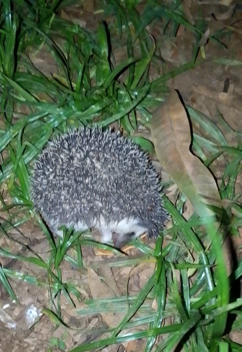 Isäk Ayä🇺🇬🇺🇬 tweet media