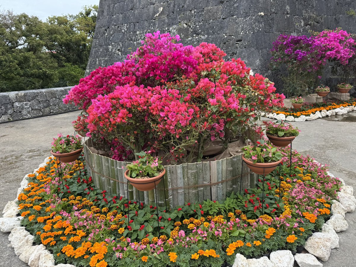 DrShuoFei's tweet photo. Okinawa is unreal.
Bougainvillea flames, a whale shark gliding like a god, neon reef fish, a beach too calm to be true — and butterflies like living brushstrokes.
You need to see this.
#Okinawa #JapanTravel #NatureVibes #HiddenGems https://t.co/aTAGMLsMO4