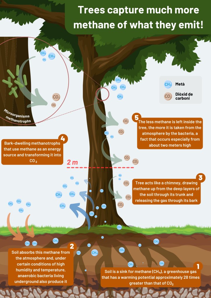 CREAF_ecologia's tweet photo. Did you know that #trees capture #methane from the atmosphere thanks to microorganisms that live in their bark? 🦠🌳 Until now this was unknown information and our researcher Josep Barba participated in the discovery ✨ We explain it with this graphic👇 https://t.co/wfqT6eCyiw