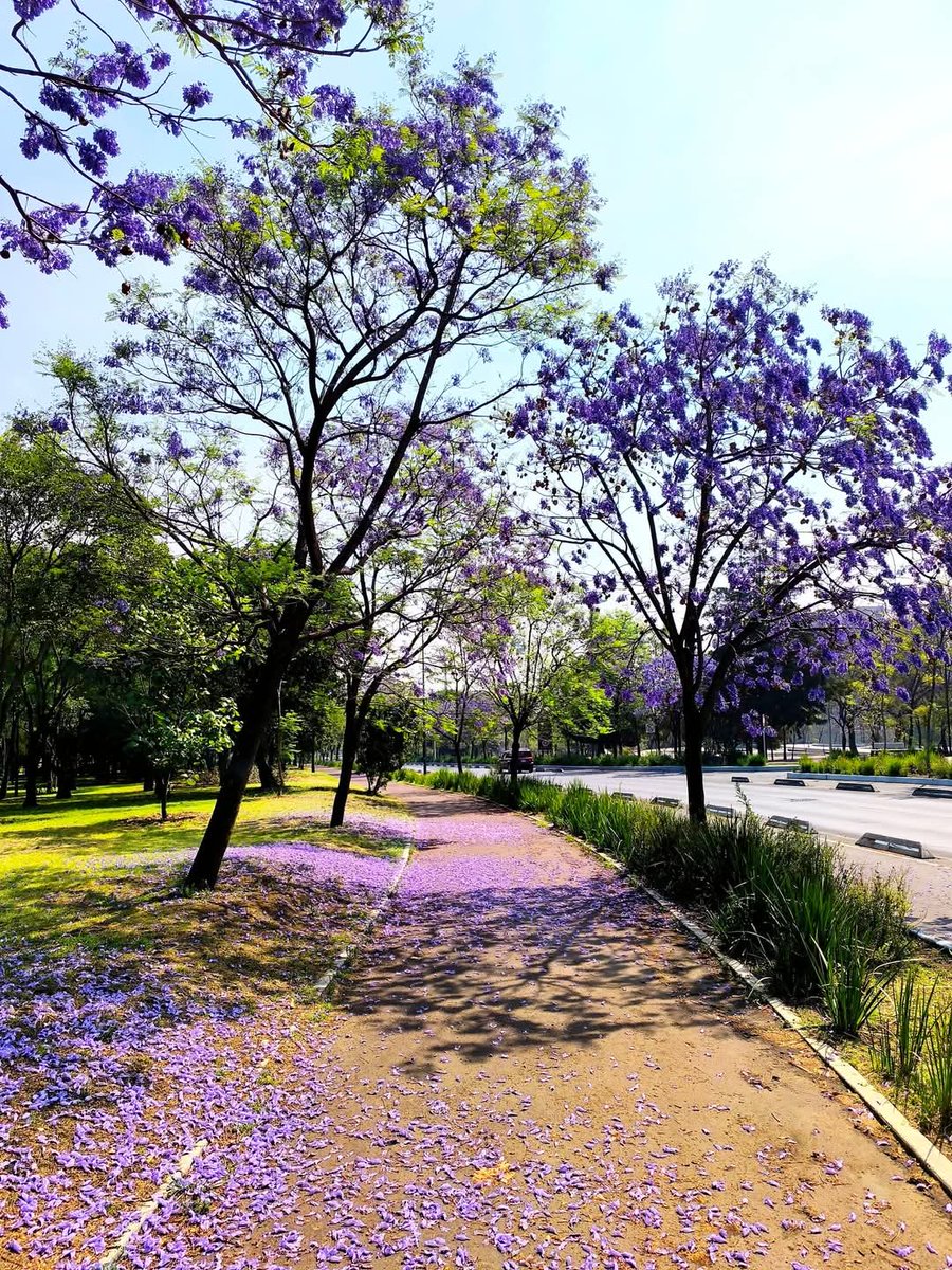 Que tú propósito de todos los días 
sea seguir adelante 
pase lo que pase.🍃🦋🌸

Buen y bello día!😊
Las calles ya pintadas de ese bello lila🤩 q nos relaja la naturaleza.

#FelizViernesATodos 🤗