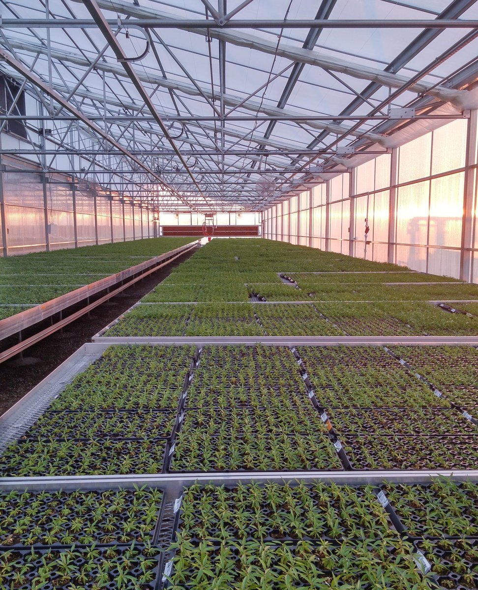 csplabs's tweet photo. Clean Plant Program Support 🤝🌿

CSP Labs partners with several nurseries to support their Clean Plant programs by testing for a range of pathogens.

We’re here to help—reach out to start the conversation.

#FridayFeature #CSPLabs #CleanPlantProgram #PlantHealth #PathogenTesting https://t.co/wssfQLcppU