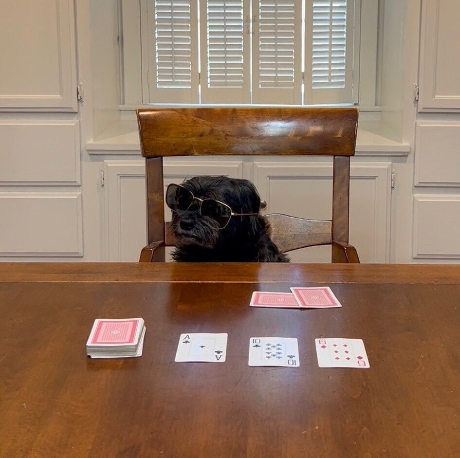 GNOnlineCasino's tweet photo. Who’s got that one casino pet pic https://t.co/qaBUQzrO4Z