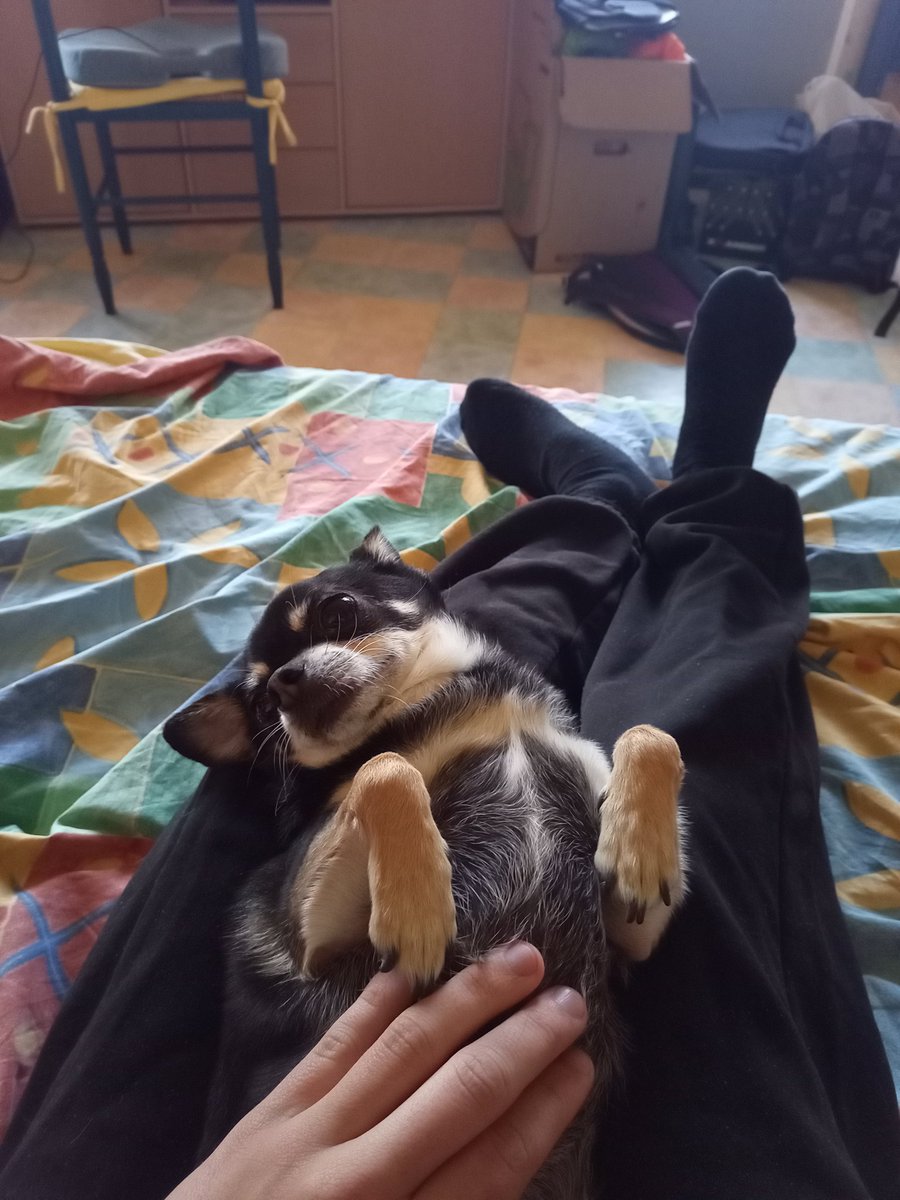 Au menu ce soir : 

20h30 : Wish x oh nooo vs <a href="/breizhurekt_ow/">Breizhurect</a> 

21h30 : <a href="/Horizon_0w/">Horizon</a> vs The Masters of Destiny

twitch.tv/ghakorp 
twitch.tv/ghakorp