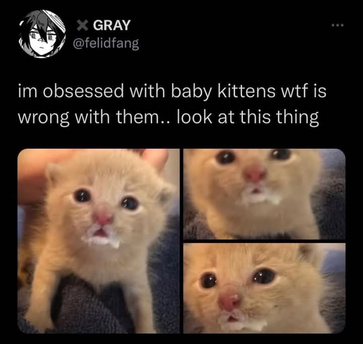 EXPLORECATS's tweet image. Lost in sauce