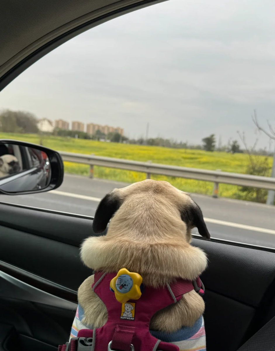 Dogs also want to enjoy flowers and go outings 🌼