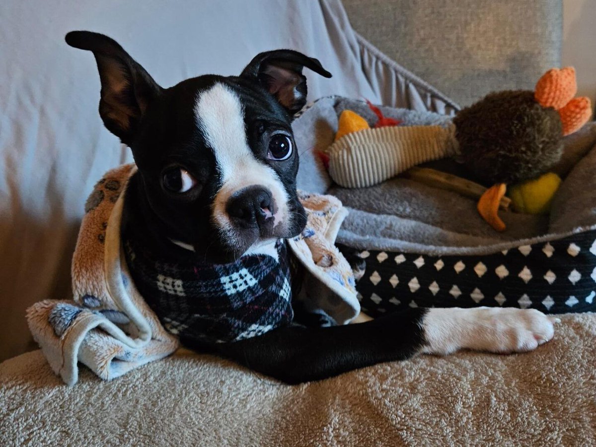 SchmittEntLLC's tweet photo. New Post: Ranger’s Chronicles: Sock Heist During a WordPress Plugin Setup https://t.co/9PnLtmE3sg https://t.co/SD4VqNDznM