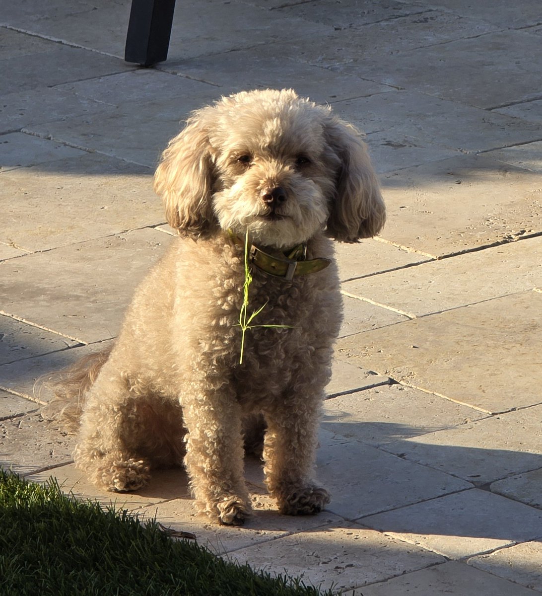 Saving some for later.

Happy #NationalPetDay to all who celebrate from Maizey, queen of the Blooms, yet eating weeds, go figure.