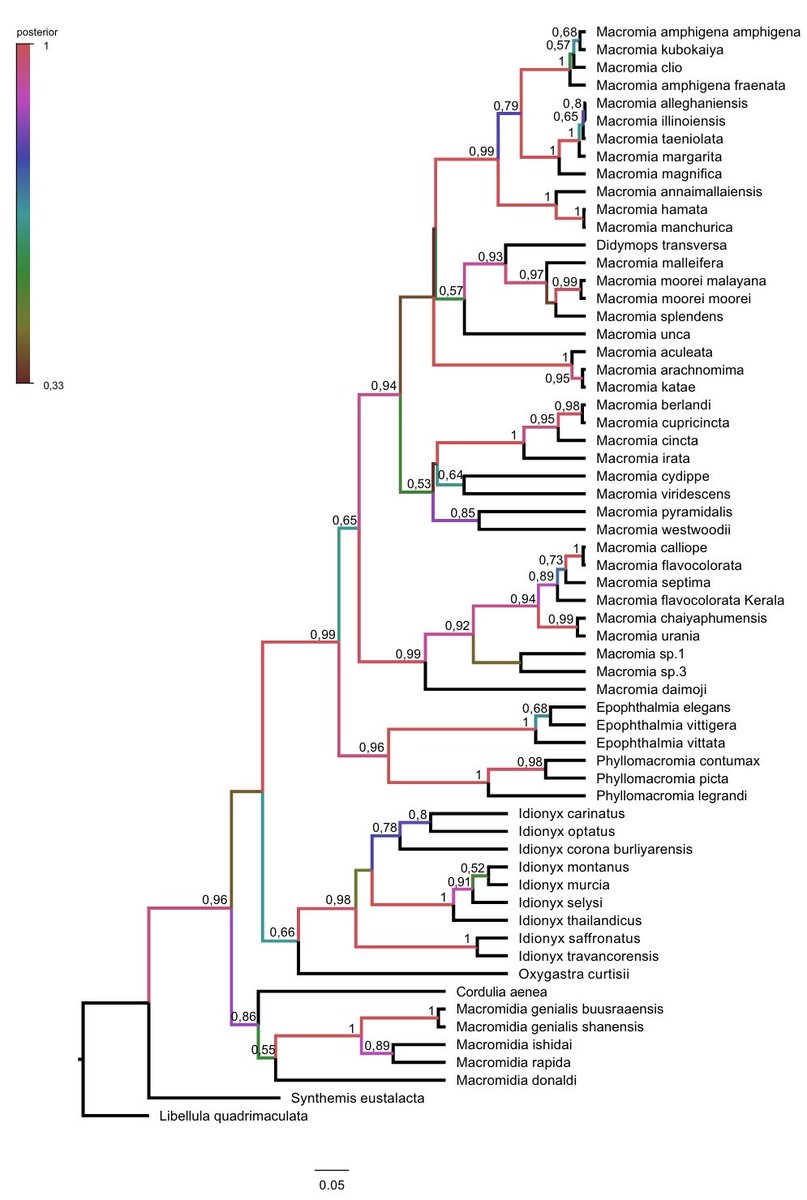 New paper out: Molecular phylogeny of the family Macromiidae worldwide  

Full-text requested: reurl.cc/GnAnG3