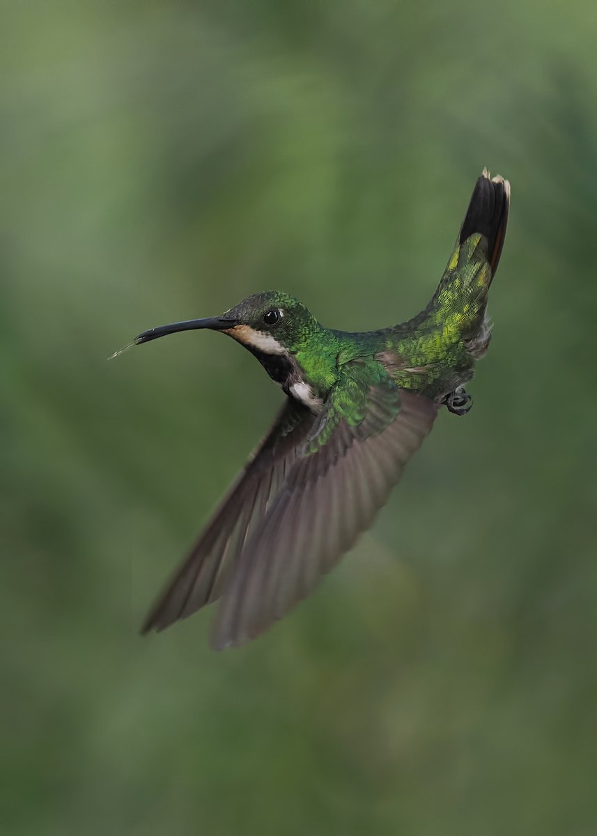 Michael Southcott tweet media