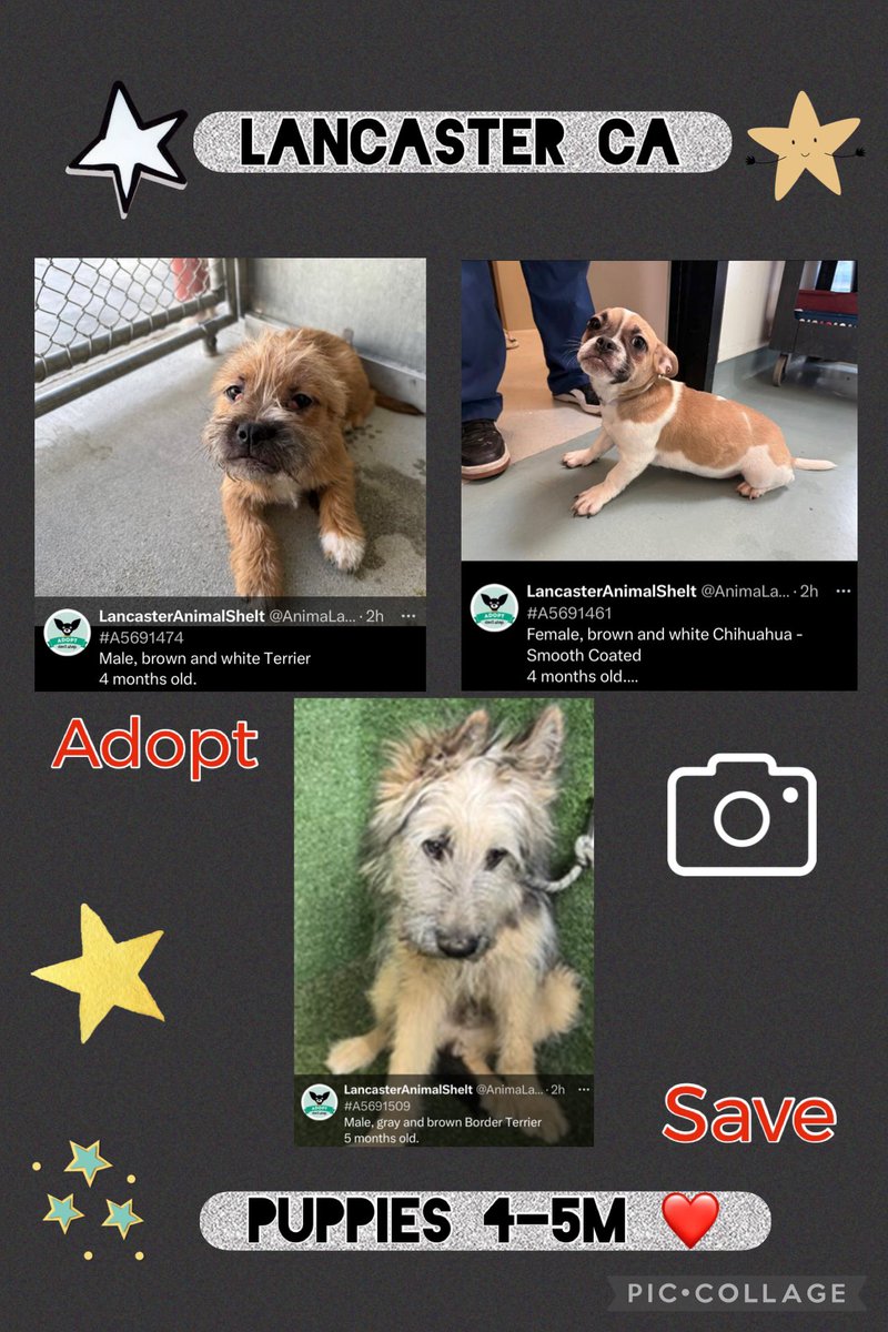 SarahjaneGille1's tweet photo. Lancaster 4m M #terrier so #sweet looking just come get him NOW & #save a dogs #LIFE by #reposting if viewing = repost #allmatter #tobiessmallsogrescue #dogswithoutborders #littlepawsdoggierescue #littledogrescue #smallbreedrescueofsocal #TinyPawsResQ #happytailsrescue #loir 💚 https://t.co/j7wcgGpPzD