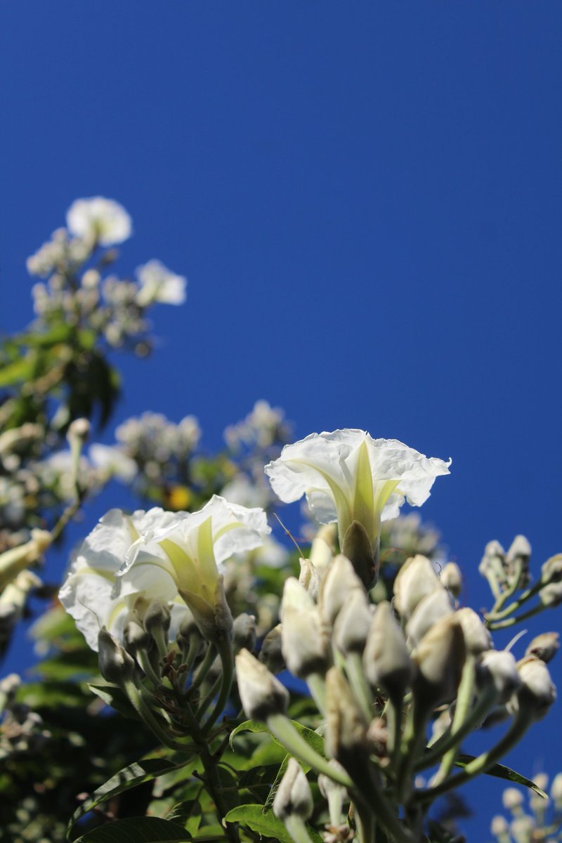 nabordecampos's tweet photo. Flores de cazahuate.
#porelsur 
#flores #flowers https://t.co/NSbCvJk2Ji