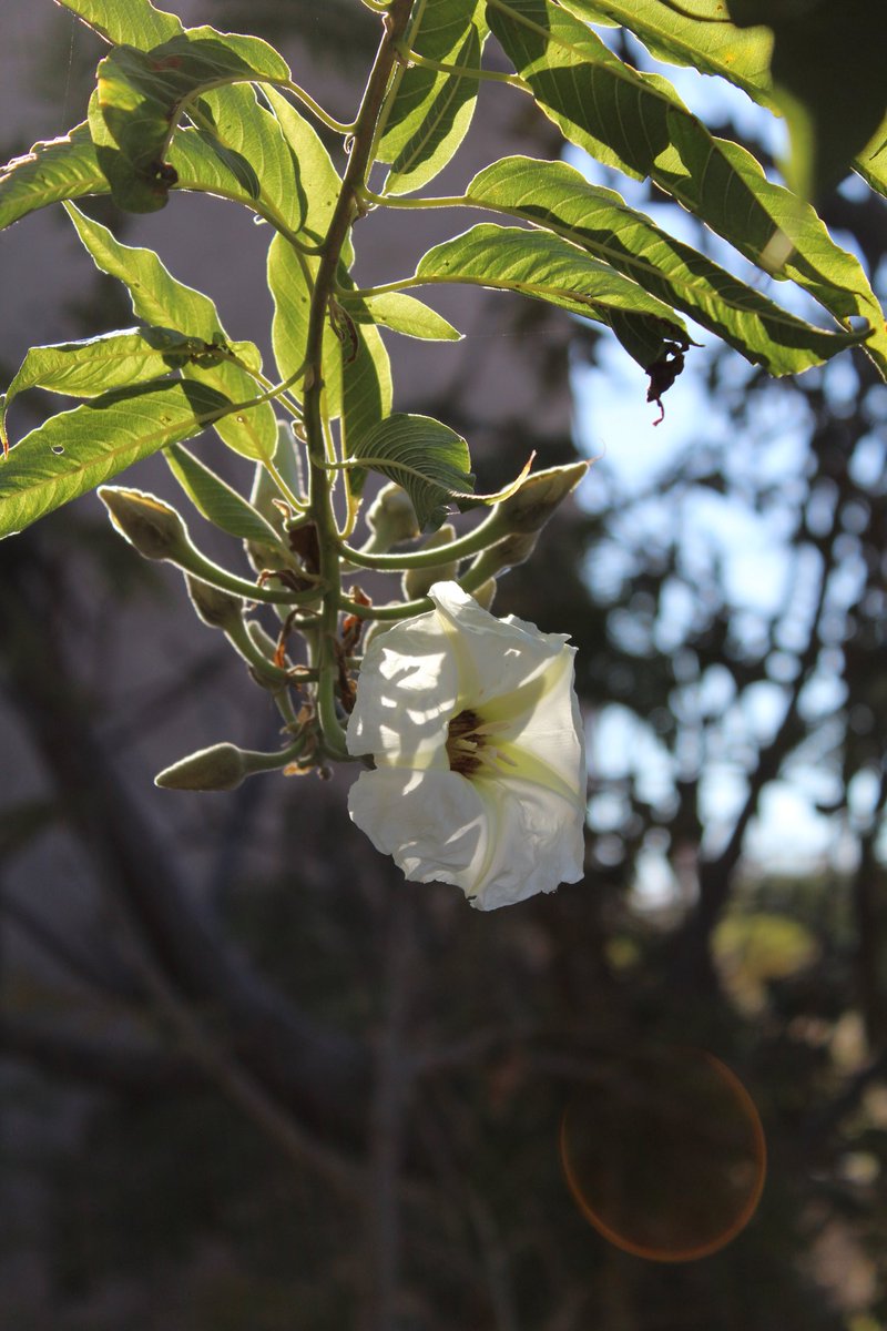 nabordecampos's tweet photo. Flores de cazahuate.
#porelsur 
#flores #flowers https://t.co/NSbCvJk2Ji