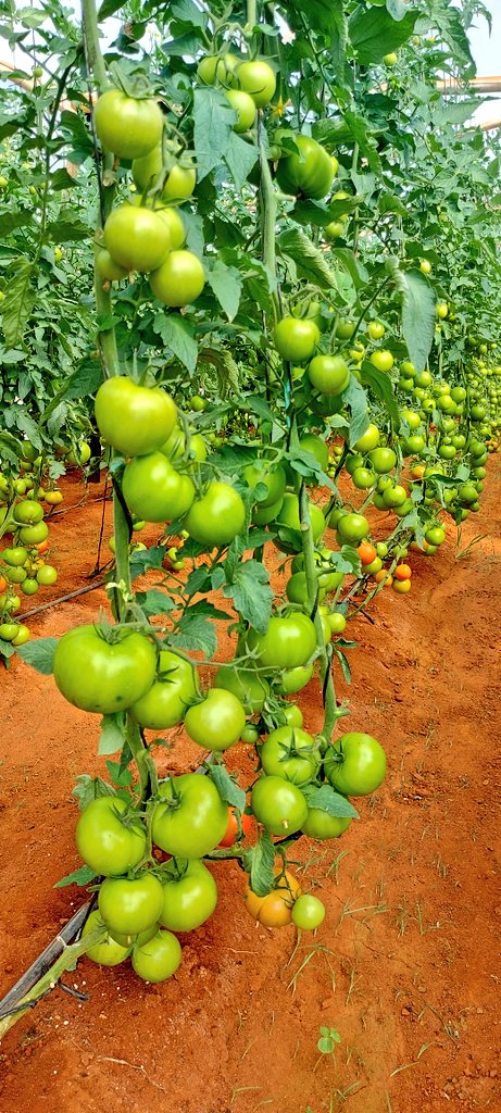 mucharedzeyi's tweet photo. Candela F1 Indeterminate
Nothing beats good quality
It stands the test of time, fosters trust, and enhances experiences. Investing in quality pays off in satisfaction and longevity. The journey starts with the right seed. @Sharon_Mut You nailed it
#QualityMatters
#mudumenwemari https://t.co/Lvko8ZQDJN