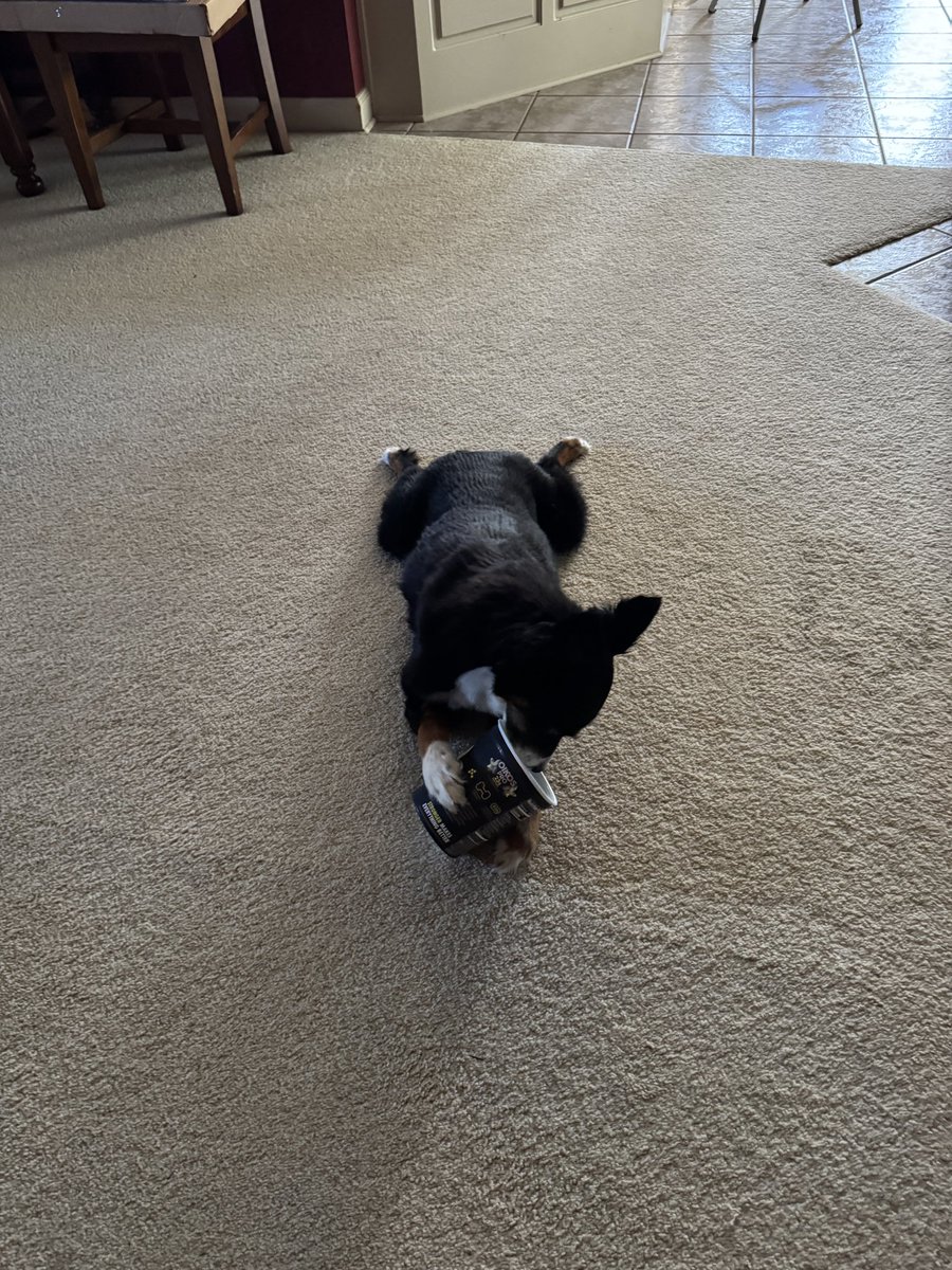 birthbysilence's tweet photo. Goof ass dog stole the yogurt #frogpose https://t.co/nQabeoDebZ