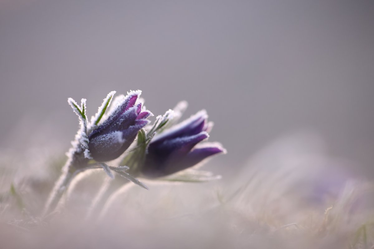 Pasque Flowers