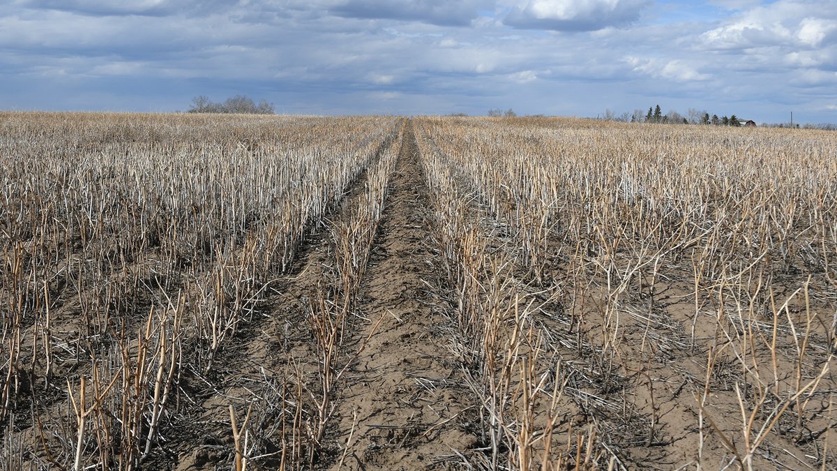 #DYK a spring application of #Valtera EZ is now registered ahead of #barley? Apply 7 days prior to seeding and get up to 8 weeks of residual weed control. Learn more about Valtera EZ: bit.ly/43GvWie #WestCdnAg