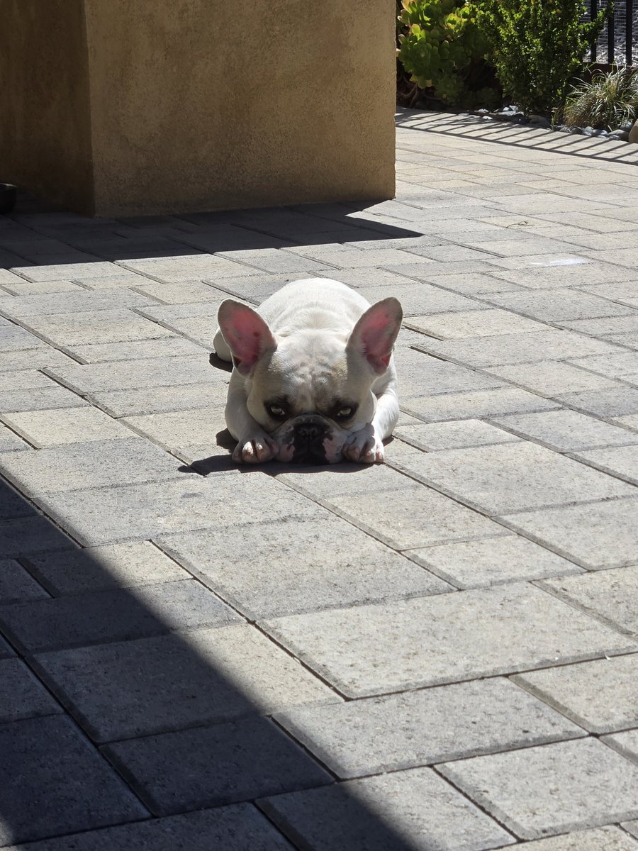 DJLA_Dynamics's tweet photo. #NationalPetDay https://t.co/8xlvMkr2HN