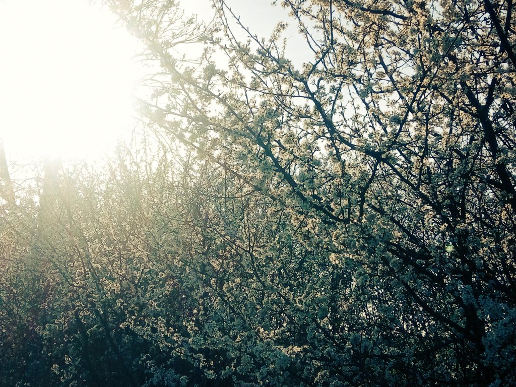 handymelon's tweet photo. A blaze of blackthorn blossom has leapt up in the sunshine
#ForHeather https://t.co/LgJnRVhZTs