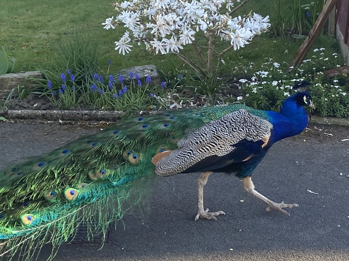 Hoping all of our families have a lovely break! Fingers crossed that the sunshine continues and we can all get outdoors and spend lots of lovely time together. I think this beautiful peacock has come to spend Easter with me- he welcomed me home tonight! See you all soon!