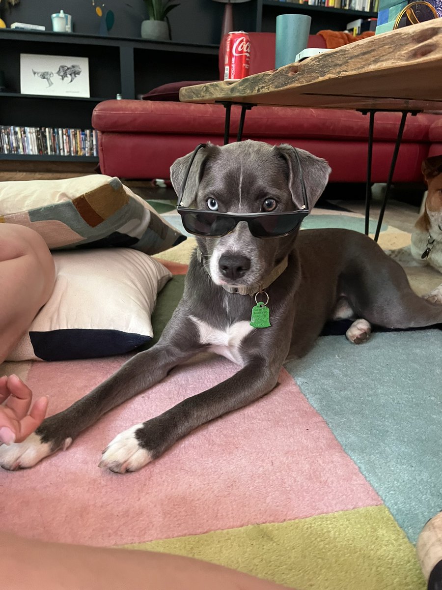 TheSatoProject's tweet photo. BLUE’S STORY now streaming on @DisneyPlus 😍💙 #PetsDocumentary. Just in time for #NationalPetsDay!
Thank you @BryceDHoward for directing the most beautiful documentary, showcasing the incredible gifts our pets give us every day just by virtue of being them. We are so proud to have BLUE, one of our very own satos, representing Puerto Rico in the film 🇵🇷
Here’s what his adopters had to say when we caught up with them: “Blue may be the happiest, most playful dog either of us have ever encountered. He’s an absolute bundle of non-stop joy who delights in playing with our other rescue (Lana) and our cat (Bianca) all day every day. Blue immediately makes best friends with every dog and human he meets and is a favorite at our local dog park. Blue’s contagiously happy demeanor is all thanks to the amazing care he received from the The Sato Project when they rescued him, as well as the incredible foster family in Puerto Rico before he made the trip here to Connecticut.”