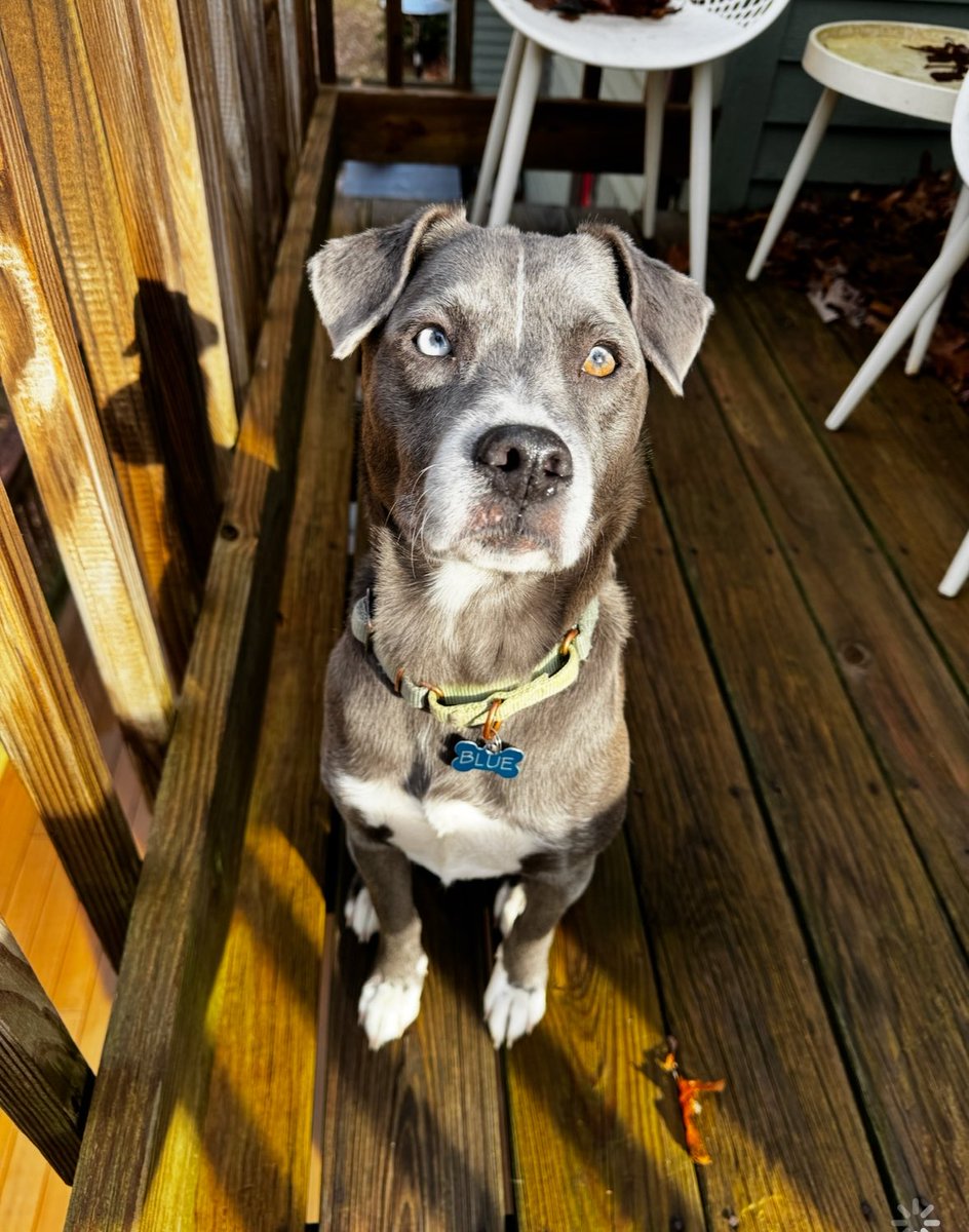 TheSatoProject's tweet photo. BLUE’S STORY now streaming on @DisneyPlus 😍💙 #PetsDocumentary. Just in time for #NationalPetsDay!
Thank you @BryceDHoward for directing the most beautiful documentary, showcasing the incredible gifts our pets give us every day just by virtue of being them. We are so proud to have BLUE, one of our very own satos, representing Puerto Rico in the film 🇵🇷
Here’s what his adopters had to say when we caught up with them: “Blue may be the happiest, most playful dog either of us have ever encountered. He’s an absolute bundle of non-stop joy who delights in playing with our other rescue (Lana) and our cat (Bianca) all day every day. Blue immediately makes best friends with every dog and human he meets and is a favorite at our local dog park. Blue’s contagiously happy demeanor is all thanks to the amazing care he received from the The Sato Project when they rescued him, as well as the incredible foster family in Puerto Rico before he made the trip here to Connecticut.”