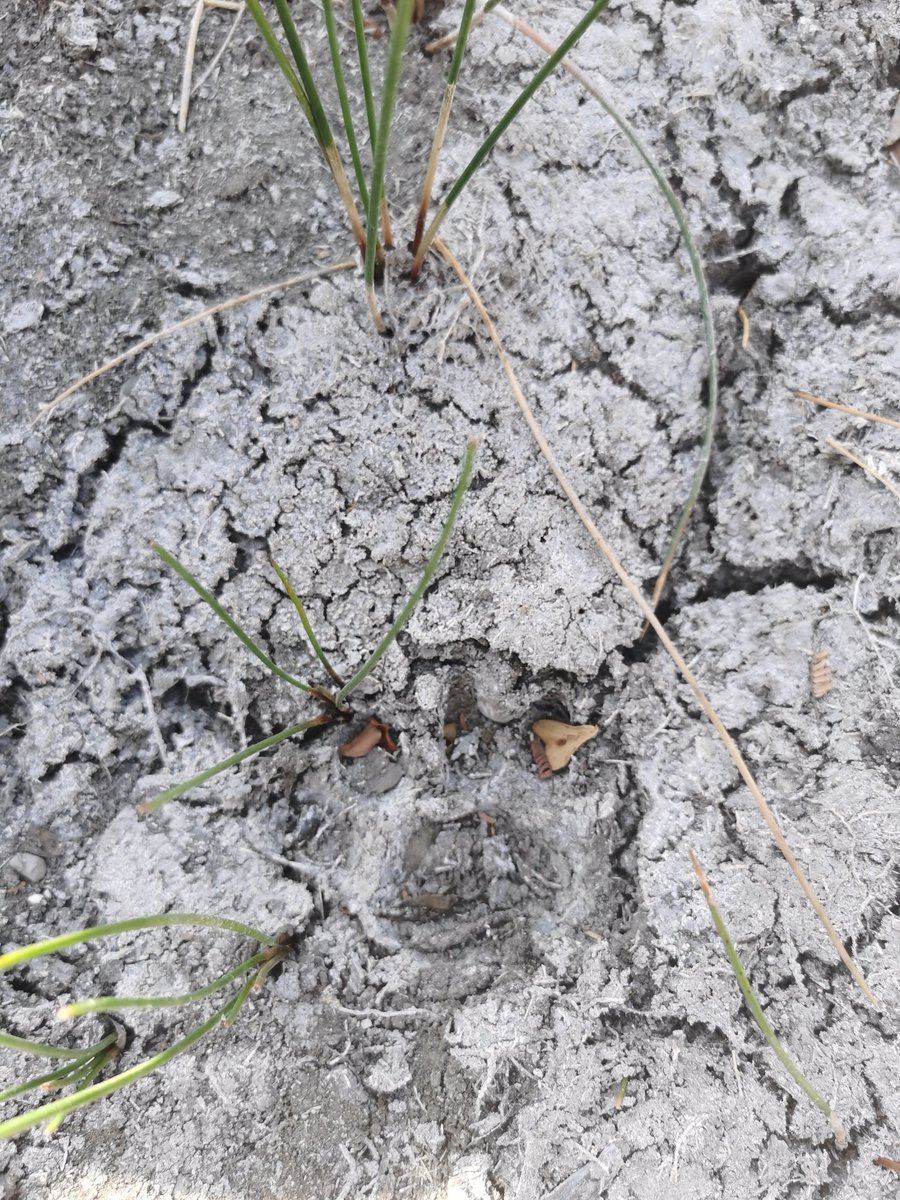 HUAWEI_TECH4ALL's tweet image. #Jaguar tracks in Dzilam de Bravo!
During the #Tech4Nature Summit, we visited the jaguar conservation area and witnessed powerful signs of their presence.
Protecting their habitat is more urgent than ever — for biodiversity, for the planet, for the future.
Let’s keep pushing…
