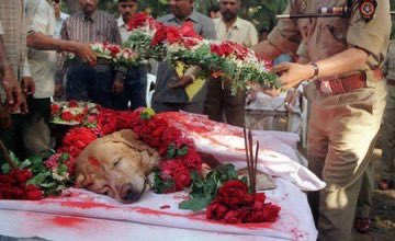 25. Zanjeer the dog saved thousands of  lives during the Mumbai serial blasts in 1993, he detected more then 3.3Kg of explosives, 600 detonators, 249 hand grenades and 6406 rounds of live ammunition, he was given an honor burial in 2000.