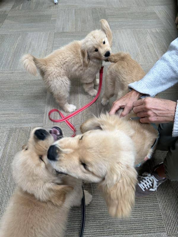 Happy #NationalPetDay from the coolest members of Team Cramer! Whether they're lounging at home or making cameos in the office, our furry friends help us power through the workday with unconditional support.