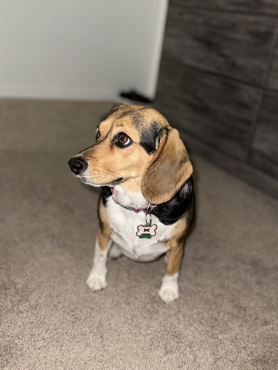 Happy #NationalPetDay to my sweet niya! 🐶💖 Thank you for being the best Doggo I could have ever asked for 🥰!