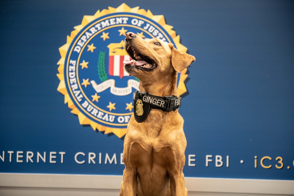 FBIAtlanta's tweet photo. Our K-9s are not just coworkers, they are family. The #FBI works alongside highly trained dogs to help solve cases and protect communities. From detecting explosives to locating missing persons, these K-9 partners play a crucial role in our mission. #NationalPetDay #FBIK9 https://t.co/699UxNvCSy