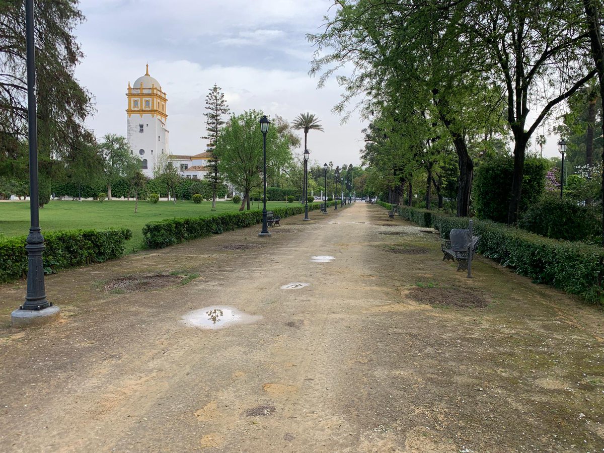 salvatusarbolessevilla tweet media